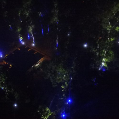 Karri Tree Comes to Life at Night
